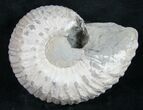 Liparoceras Ammonite - Very D #9716-1